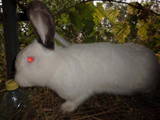 Тваринництво,  Сільгосп тварини Кролики, Нутрії, ціна 10 Грн., Фото