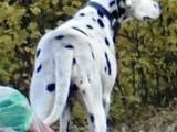 Собаки, щенята Далматин, ціна 10 Грн., Фото