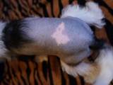 Собаки, щенята Китайська чубата собака, ціна 600 Грн., Фото