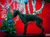 Собаки, щенята Левретка, ціна 4000 Грн., Фото