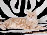 Кішки, кошенята Британська короткошерста, ціна 1200 Грн., Фото
