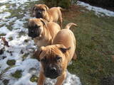 Собаки, щенки Бульмастиф, цена 6500 Грн., Фото
