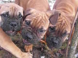 Собаки, щенята Бульмастиф, ціна 6500 Грн., Фото