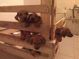 Собаки, щенята Родезійського ріджбек, ціна 4000 Грн., Фото