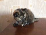Кошки, котята Экзотическая короткошерстная, цена 1500 Грн., Фото