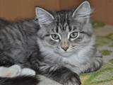 Кішки, кошенята Сибірська, ціна 2000 Грн., Фото