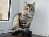 Кошки, котята Сибирская, цена 2000 Грн., Фото