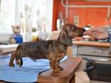 Собаки, щенки Гладкошерстная миниатюрная такса, цена 3000 Грн., Фото