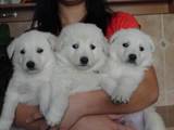 Собаки, щенки Белая Швейцарская овчарка, цена 5000 Грн., Фото