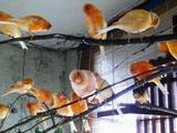 Попугаи и птицы Канарейки, цена 100 Грн., Фото