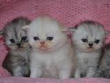 Кішки, кошенята Шиншила, ціна 1450 Грн., Фото