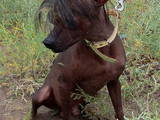 Собаки, щенята Китайська чубата собака, ціна 1000 Грн., Фото
