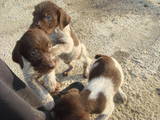 Собаки, щенята Різне, ціна 1250 Грн., Фото