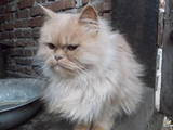 Кішки, кошенята Персидська, ціна 1300 Грн., Фото