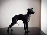 Собаки, щенята Левретка, ціна 4000 Грн., Фото