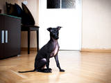 Собаки, щенки Левретка, цена 4000 Грн., Фото