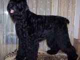 Собаки, щенята Чорний тер'єр, ціна 6500 Грн., Фото