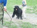 Собаки, щенята Чорний тер'єр, ціна 6500 Грн., Фото