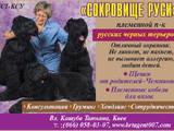 Собаки, щенки Черный терьер, цена 6500 Грн., Фото
