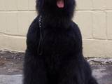 Собаки, щенки Черный терьер, цена 6500 Грн., Фото