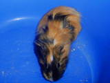 Грызуны Морские свинки, цена 80 Грн., Фото