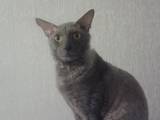 Кошки, котята Корниш-рекс, цена 200 Грн., Фото