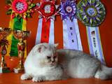 Кішки, кошенята Highland Fold, ціна 3000 Грн., Фото