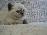 Кошки, котята Хайленд Фолд, цена 3000 Грн., Фото