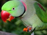 Папуги й птахи Папуги, ціна 6000 Грн., Фото