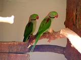 Папуги й птахи Папуги, ціна 6000 Грн., Фото