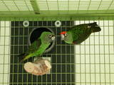 Папуги й птахи Папуги, ціна 10000 Грн., Фото