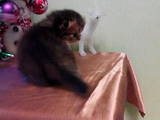 Кошки, котята Хайленд Фолд, цена 1500 Грн., Фото