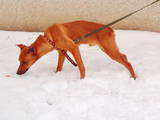 Собаки, щенята Пінчер, ціна 2000 Грн., Фото