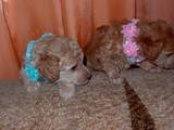Собаки, щенята Карликовий пудель, ціна 1500 Грн., Фото