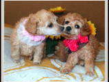 Собаки, щенки Карликовый пудель, цена 1500 Грн., Фото