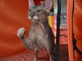 Кошки, котята Донской сфинкс, цена 600 Грн., Фото