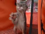 Кішки, кошенята Донський сфінкс, ціна 600 Грн., Фото