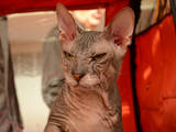 Кішки, кошенята Донський сфінкс, ціна 600 Грн., Фото