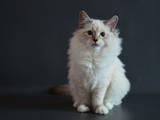 Кошки, котята Невская маскарадная, цена 3000 Грн., Фото