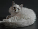 Кошки, котята Невская маскарадная, цена 3000 Грн., Фото