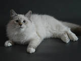 Кішки, кошенята Невськая маскарадна, ціна 3000 Грн., Фото