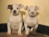 Собаки, щенки Американский бульдог, цена 2500 Грн., Фото