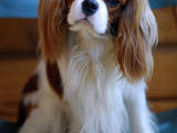 Собаки, щенята Кавалер-кинг-чарльз спаніель, ціна 8000 Грн., Фото