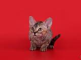 Кішки, кошенята Девон-рекс, ціна 4000 Грн., Фото