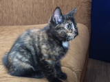 Кошки, котята Курильский бобтейл, цена 3400 Грн., Фото