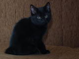 Кошки, котята Курильский бобтейл, цена 3400 Грн., Фото