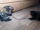 Кішки, кошенята Курильський бобтейл, ціна 3400 Грн., Фото