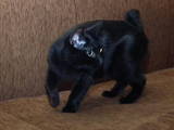 Кішки, кошенята Курильський бобтейл, ціна 3400 Грн., Фото