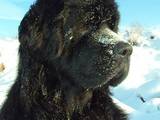 Собаки, щенята Ньюфаундленд, ціна 25300 Грн., Фото