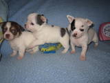 Собаки, щенки Чихуа-хуа, цена 4000 Грн., Фото